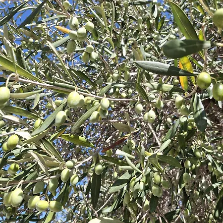 Tenuta Belvedere Cilento 蒙蒂克里斯