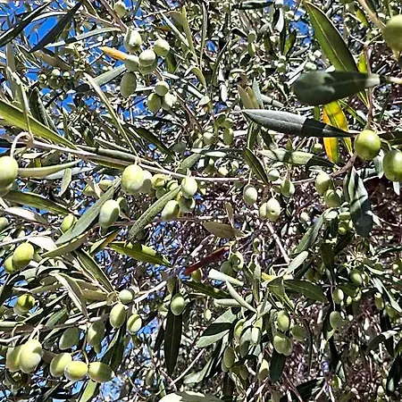 Tenuta Belvedere Cilento Çiftlik konaklama *